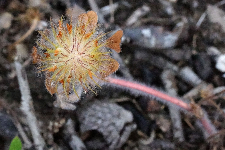 Trifolium cherleri / Trifoglio di Cherler